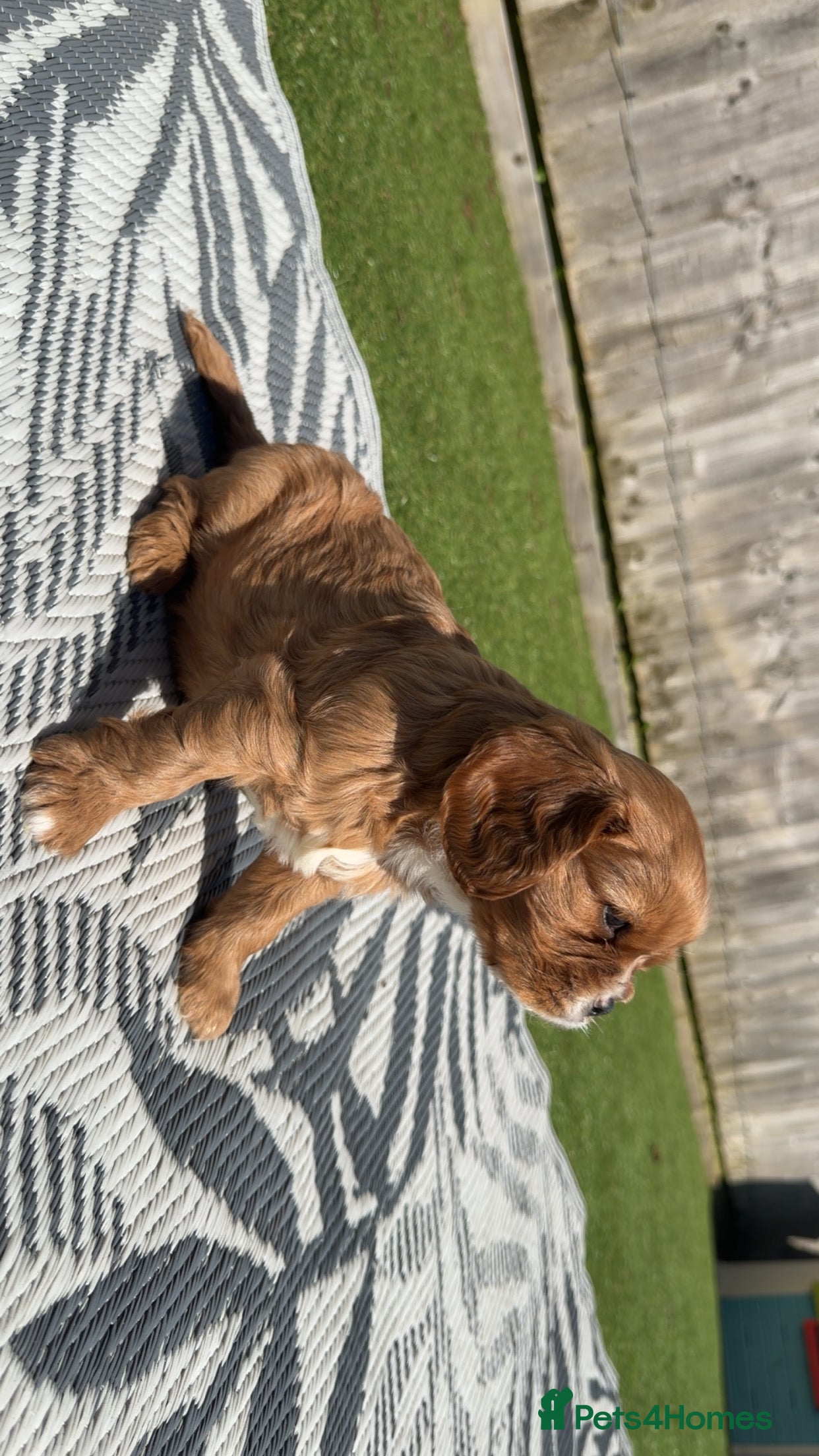 Cavalier King Charles Spaniel dogs 1x FEMALE KC stunning CKCS Ruby ❤️  - Advert 10