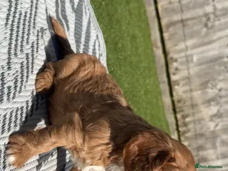 Cavalier King Charles Spaniel dogs 1x FEMALE KC stunning CKCS Ruby ❤️ - Advert 10