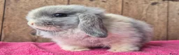 Mini Lop rabbits for sale: Mini lop baby girl ready now - Advert 3