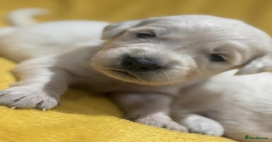 Golden Retriever dogs - Advert 3