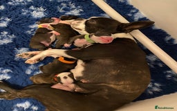 Boston Terrier dogs for sale:  🩷 KC reg gorgeous Boston terrier puppies  💙 - Image 14