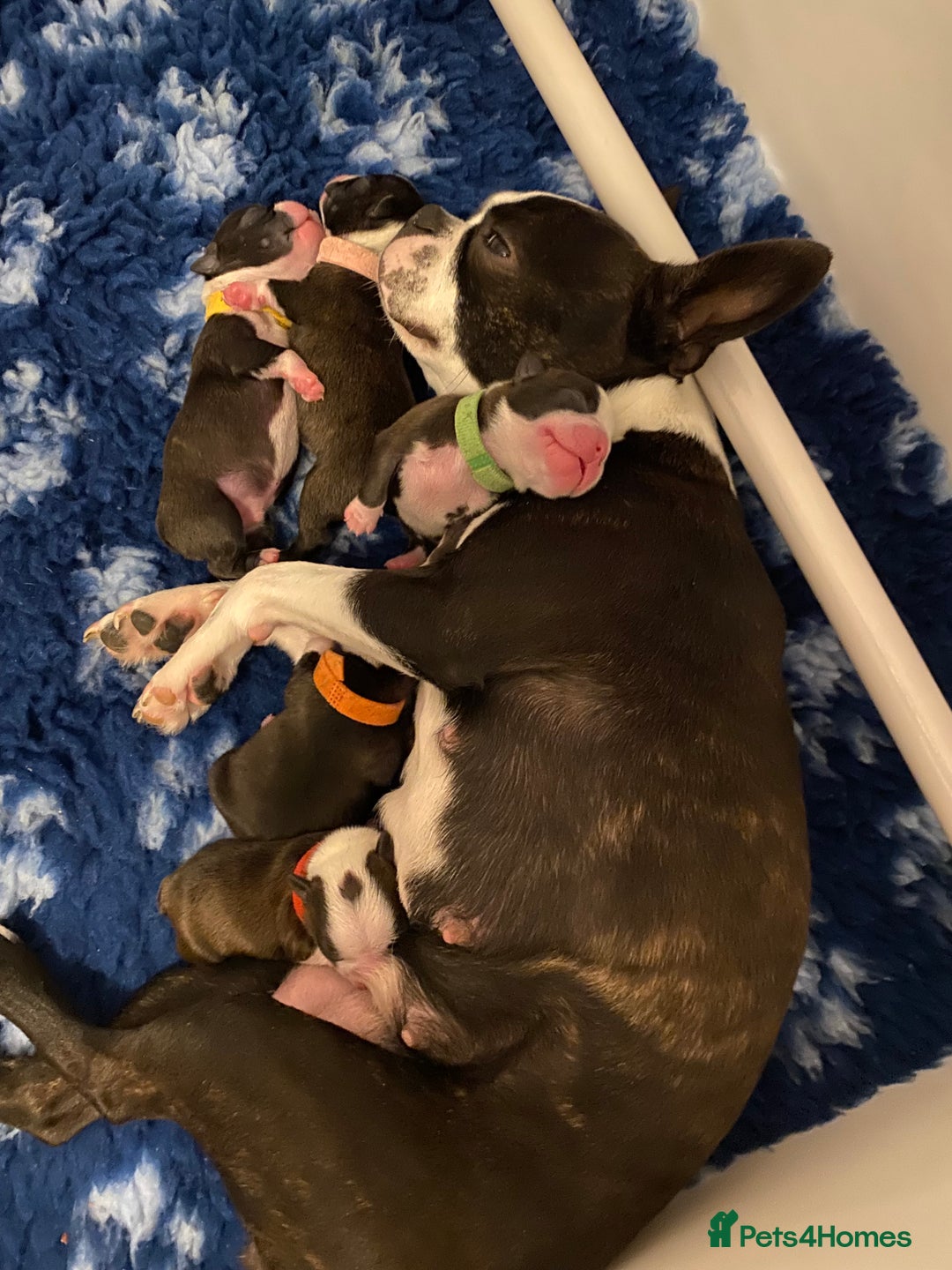 Boston Terrier dogs for sale:  🩷 KC reg gorgeous Boston terrier puppies  💙 - Image 14
