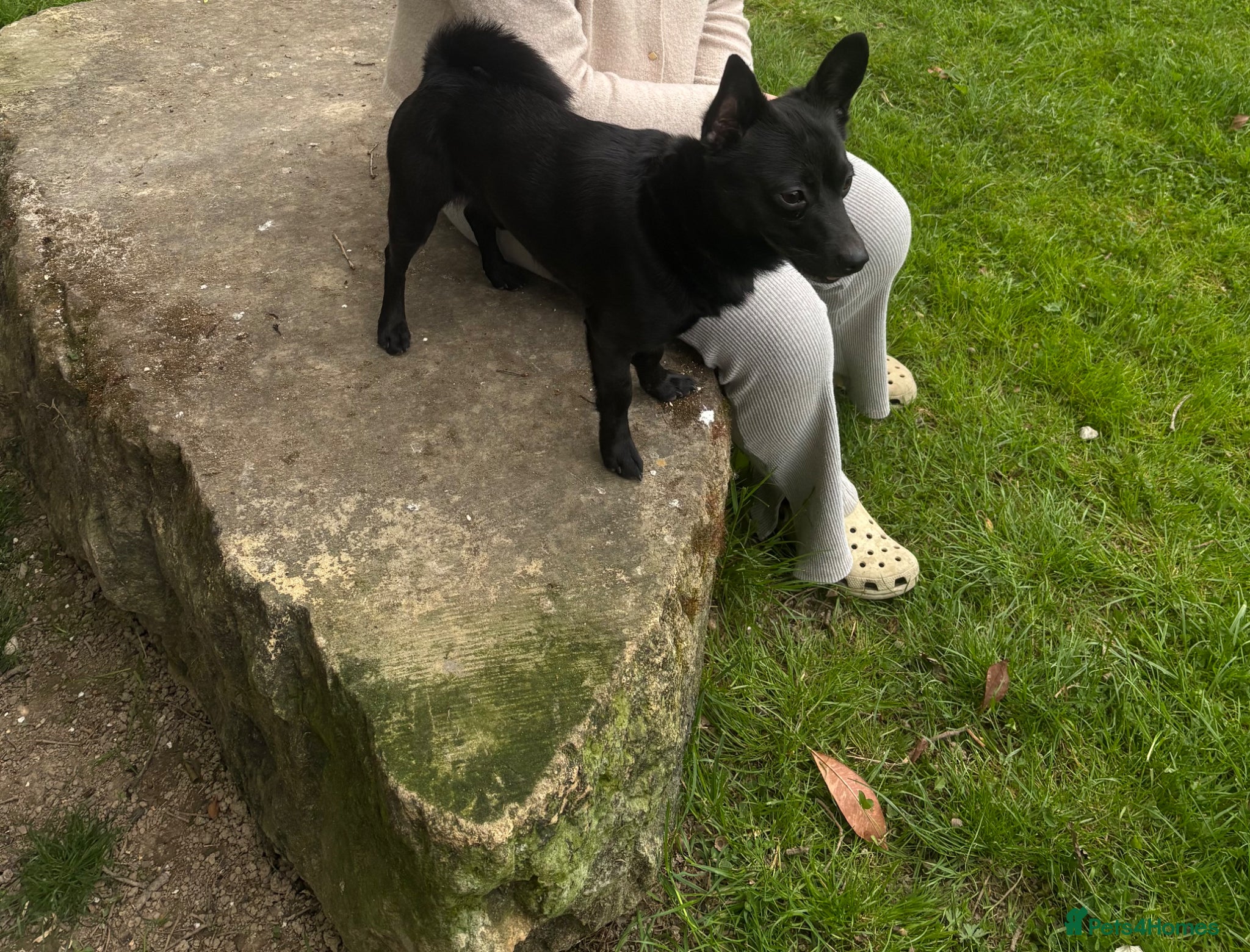 Mixed Breed dogs Pomeranian mixed Jack Russell - Advert 1