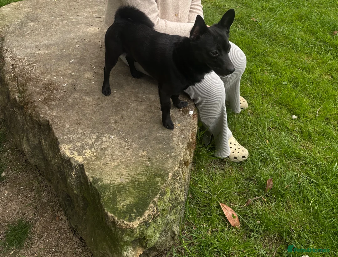 Mixed Breed dogs for stud: Pomeranian mixed Jack Russell in Pulborough - Advert 1