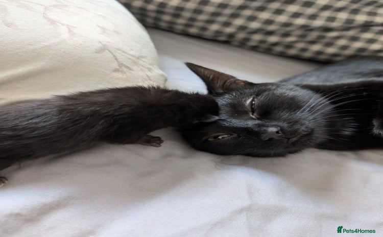 Bengal cats Ragdoll × Bengal Kittens - Advert 1