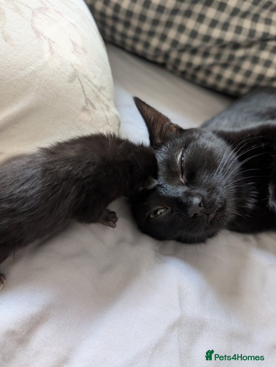 Bengal cats for sale: Ragdoll × Bengal Kittens - Advert 1