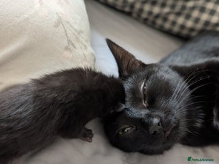 Bengal cats Ragdoll × Bengal Kittens - Advert 14