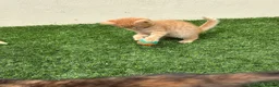 Mixed Breed cats for sale: 2 beautiful kittens looking for their forever home - Advert 7