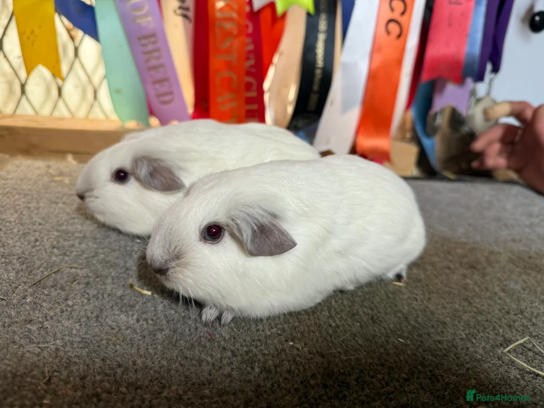 Guinea Pig rodents for sale: 2 x Chocolate point white Californian sows - Advert 2