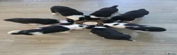 Border Collie dogs for sale: Beautiful litter of working border collie pups in Winchester - Advert 3