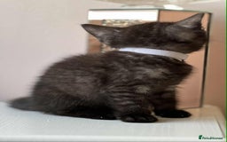 British Shorthair cats for sale: British Shorthair kittens - Image 17