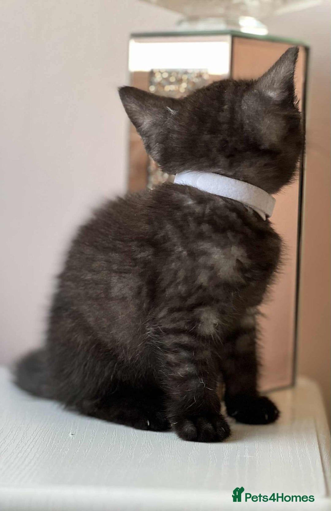 British Shorthair cats for sale: British Shorthair kittens - Image 17