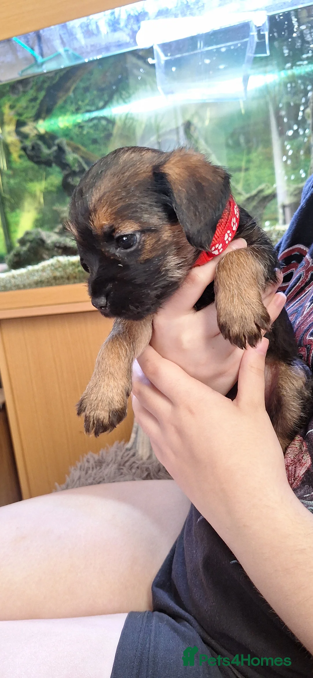 Border Terrier dogs for sale: 2 Boys.Border terrier puppies SLEMCLR parents  - Advert 28