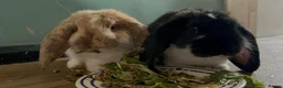 French Lop rabbits for sale: 2 male french lops  in Bridgnorth - Advert 1