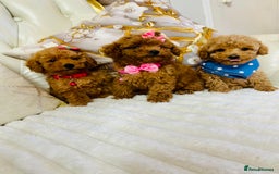 Maltipoo dogs for sale: Exquisite tiny F1 Toy Maltipoo puppies 🐶 🧸  - Image 3