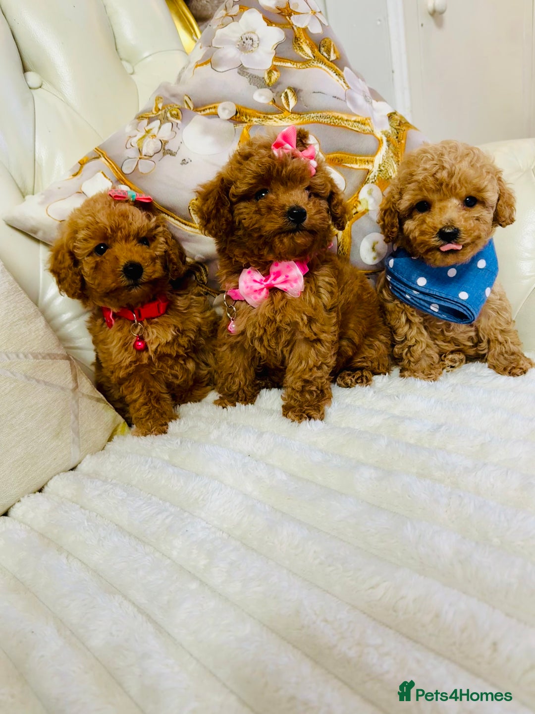 Maltipoo dogs for sale: Exquisite tiny F1 Toy Maltipoo puppies 🐶 🧸  - Image 3