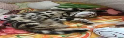 Bengal cats for sale: Baby pure bengal male  - Advert 9