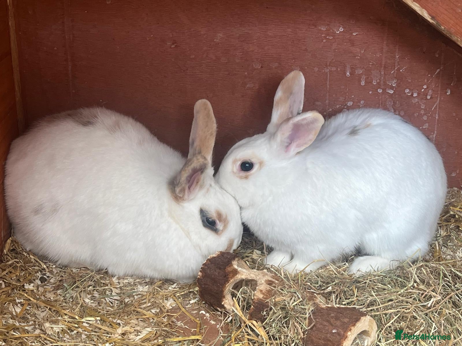 Mixed Breed rabbits 2 female rabbits  - Advert 4