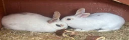Mixed Breed rabbits for sale: 2 female rabbits  - Advert 1