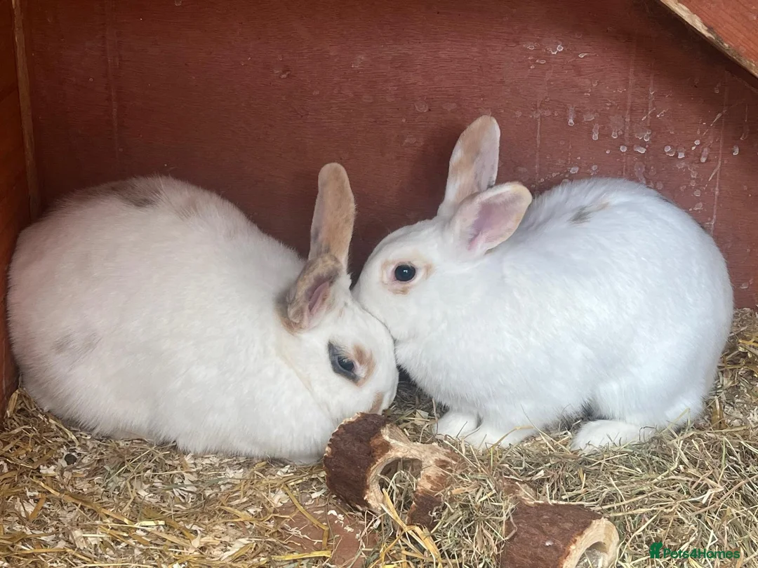 Mixed Breed rabbits for sale: 2 female rabbits  - Advert 1