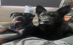 Mixed Breed dogs for sale: Shepweiller Puppies (8/10/25) - Image 10