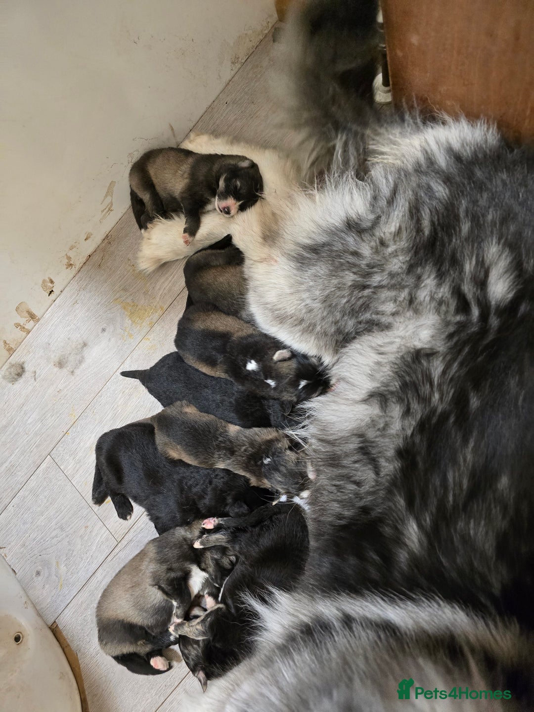 Mixed Breed dogs for sale: German Shepherd X Puppies - Image 10
