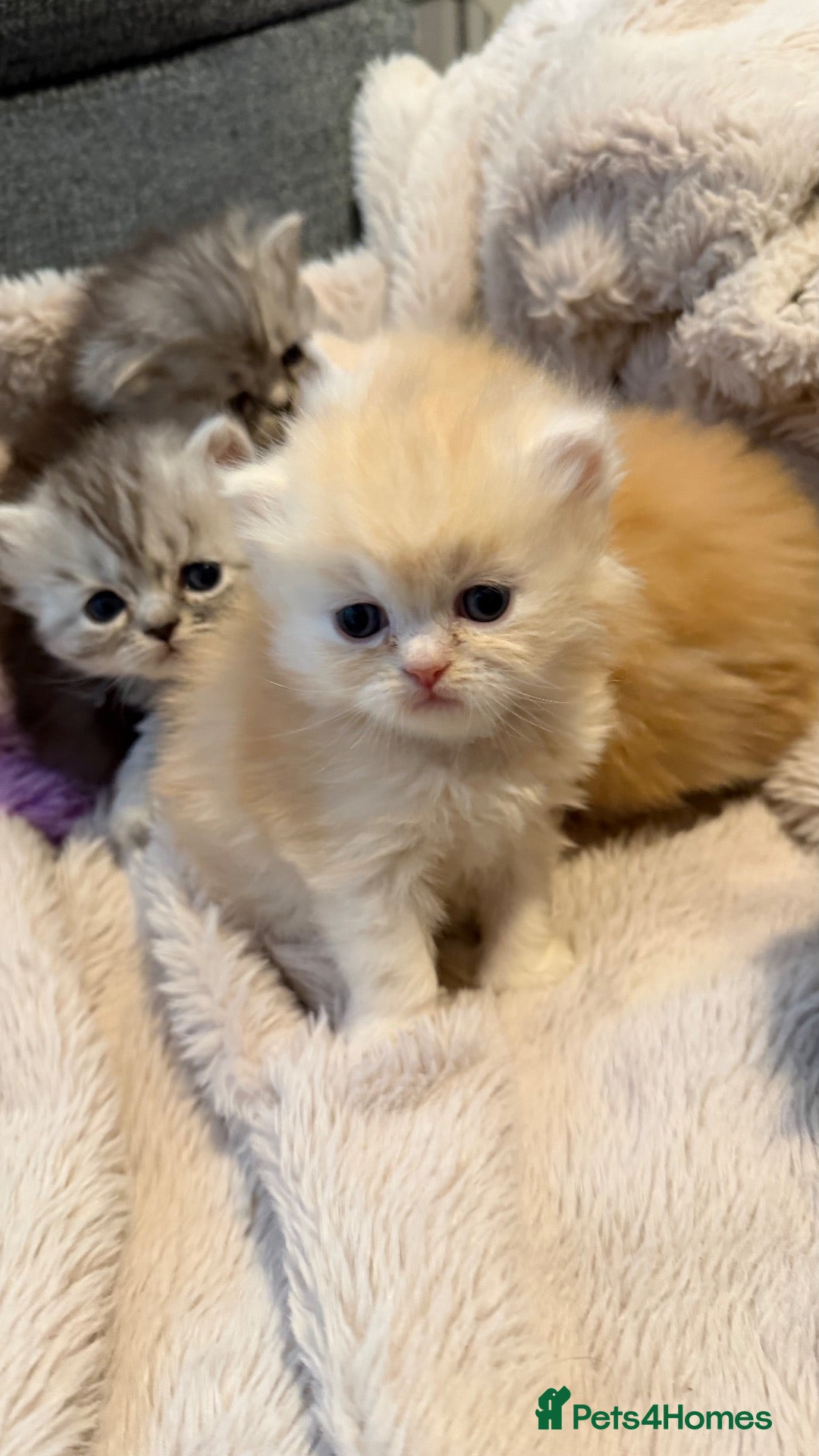 Persian cats Chinchilla exotic kittens  - Advert 10