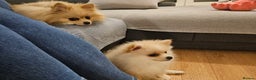 Pomeranian dogs for sale: 🐾 Beautiful Pomeranian Puppy Girl for Sale 🐾 - Advert 6