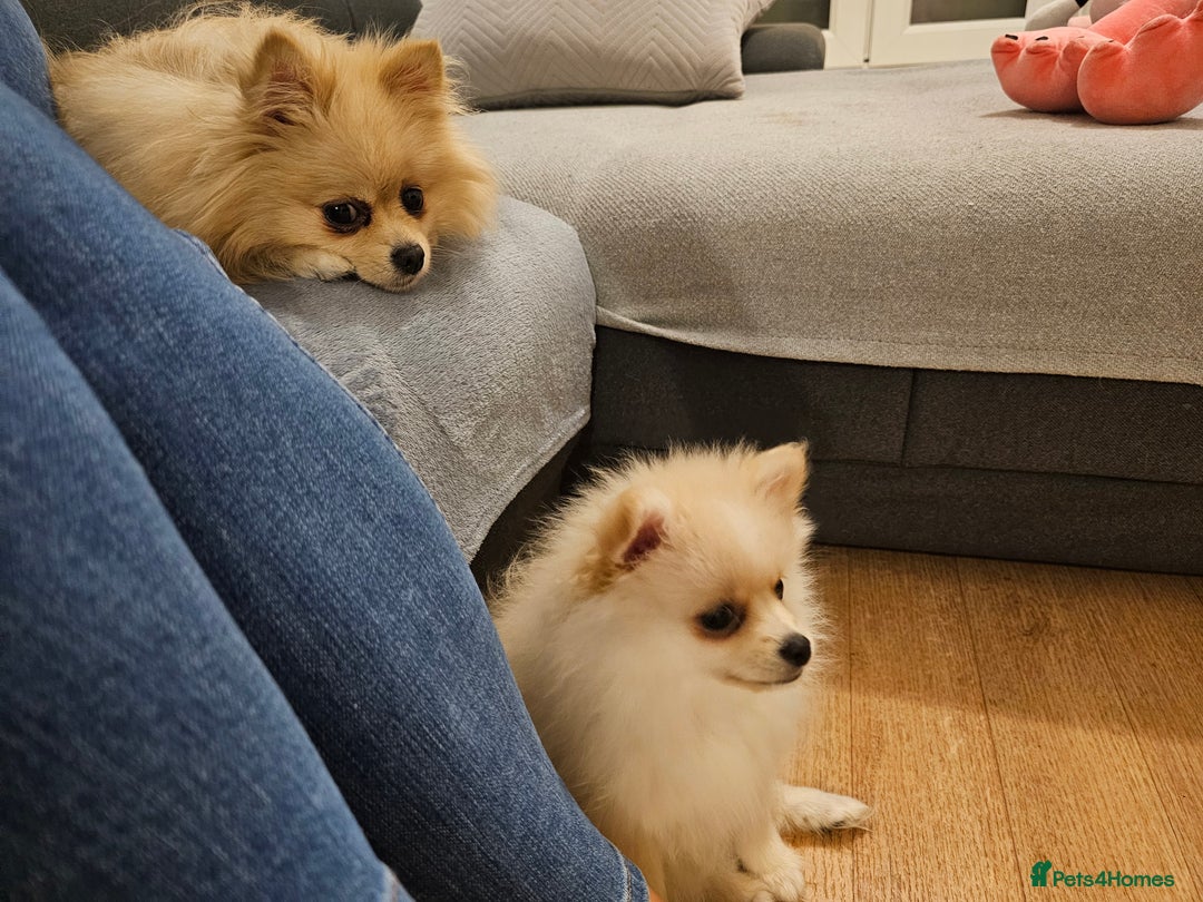 Pomeranian dogs for sale: 🐾 Beautiful Pomeranian Puppy Girl for Sale 🐾 - Advert 6