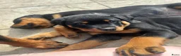 Rottweiler dogs for sale: 2 female Rottweiler puppies  in Mablethorpe - Advert 6