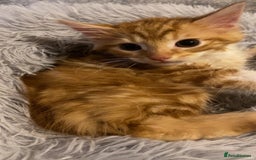Mixed Breed cats for sale: Very cute and fluffy ginger kitten  - Image 6
