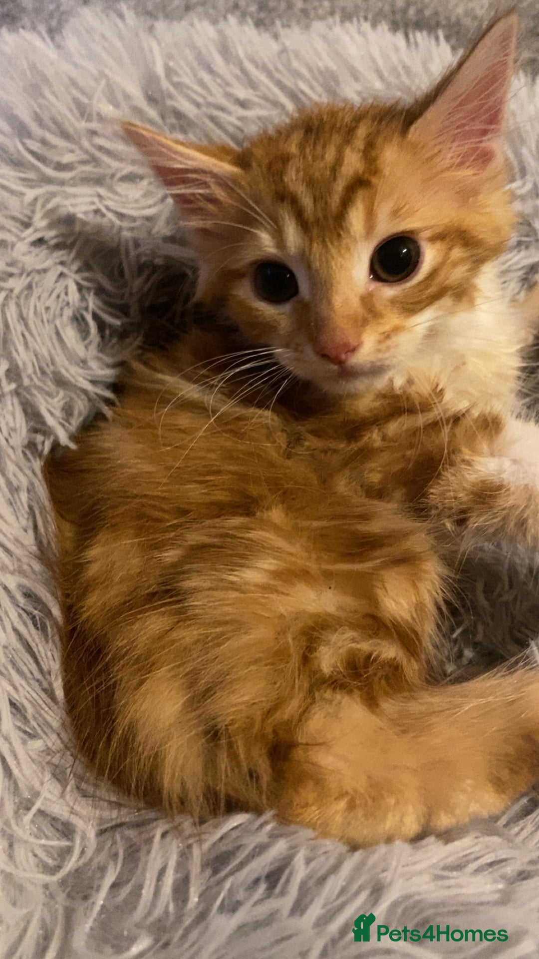 Mixed Breed cats for sale: Very cute and fluffy ginger kitten  - Image 6