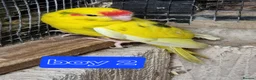 Parrots birds for sale: 5x kakarikis chicks ready now - Advert 12