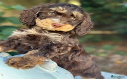 Cockapoo dogs for sale: Fabulously bred cockapoos  - Image 7