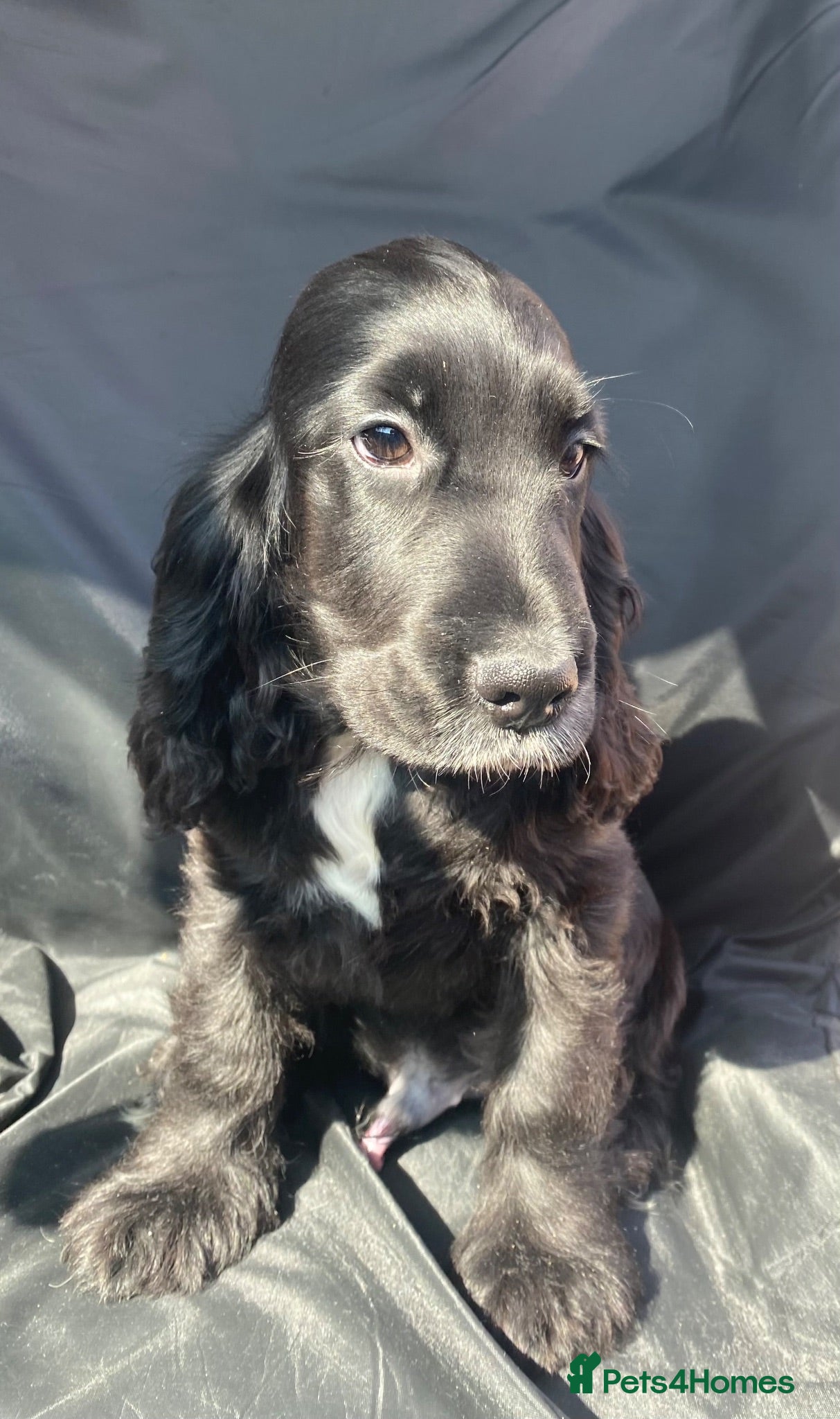 Cocker Spaniel dogs 1 STUNNING KC SHOW COCKER AVAILABLE  - Advert 2