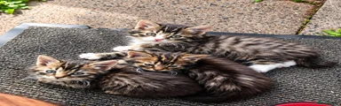 British Longhair 1