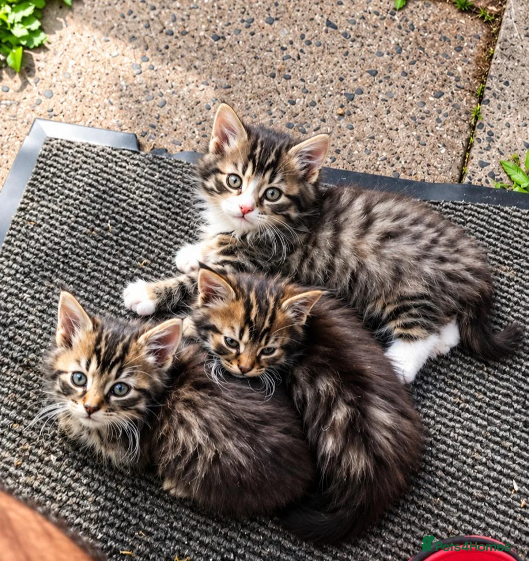 British Longhair cats for sale: Three Beautiful fluffy kittens in Worcester - Advert 6