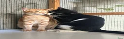 Arabian Mau cats for adoption: Two Male Rescue Cats for Adoption Together - Advert 6