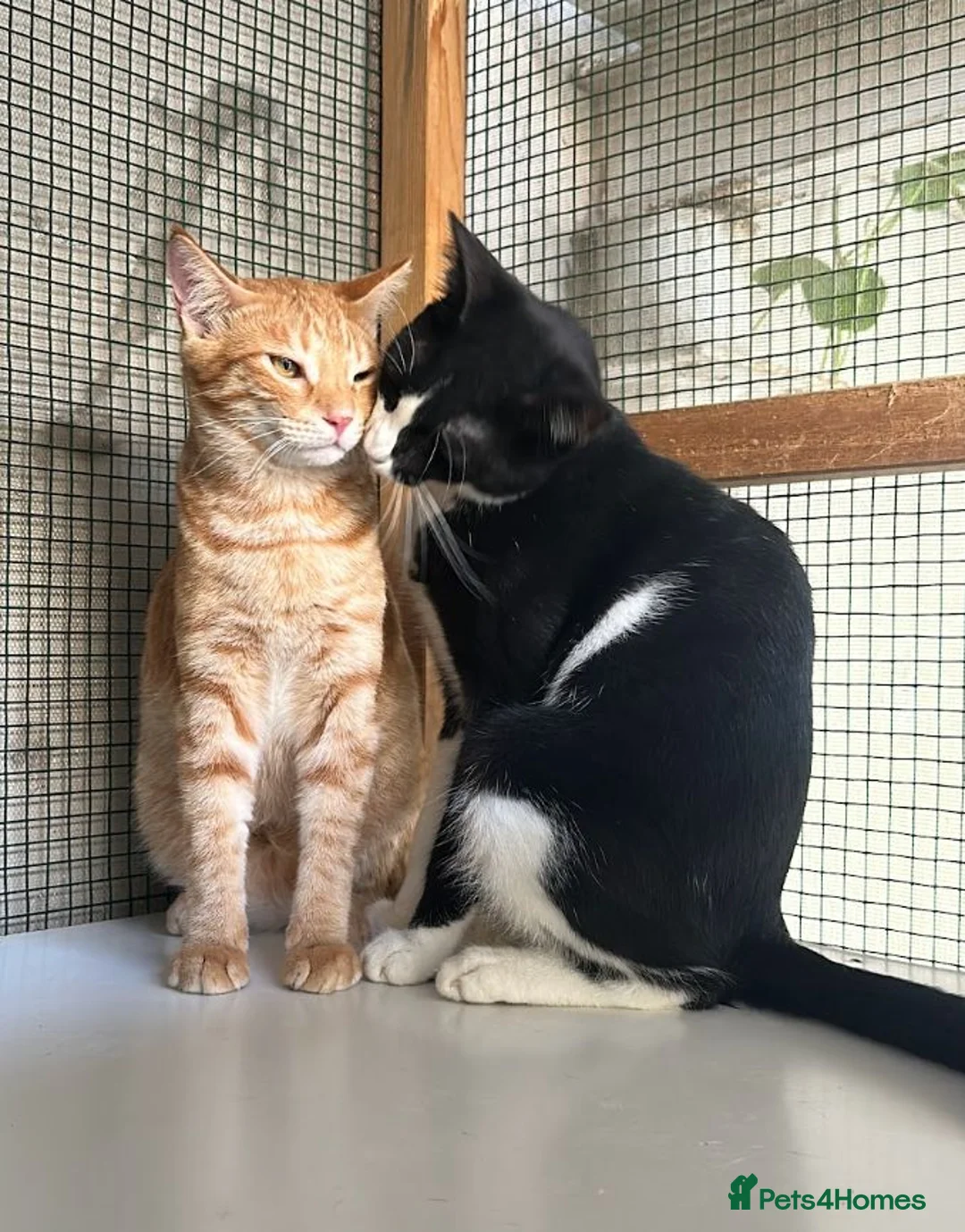 Arabian Mau cats for adoption: Two Male Rescue Cats for Adoption Together - Advert 6