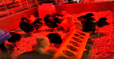 Chickens poultry - Advert 16
