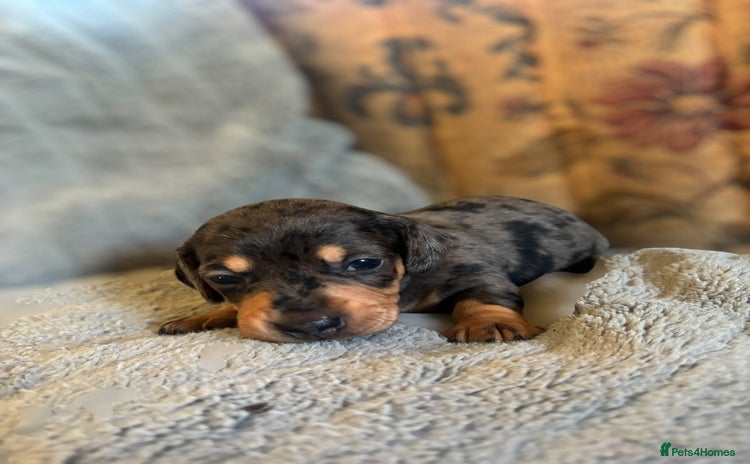 Miniature Dachshund dogs - Advert 8