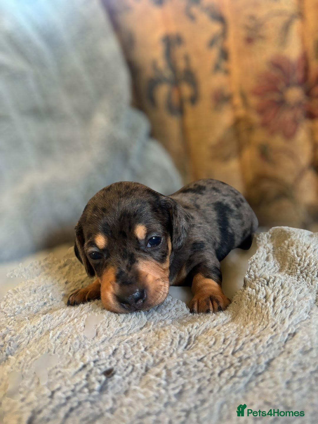 Miniature Dachshund dogs for sale: Lovely Mini Daschunds Looking For A Forever Sofa - Image 1