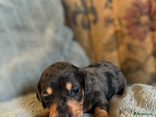 Miniature Dachshund dogs - Advert 17