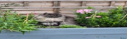 Maine Coon cats for sale: Maine coon cat - Advert 3