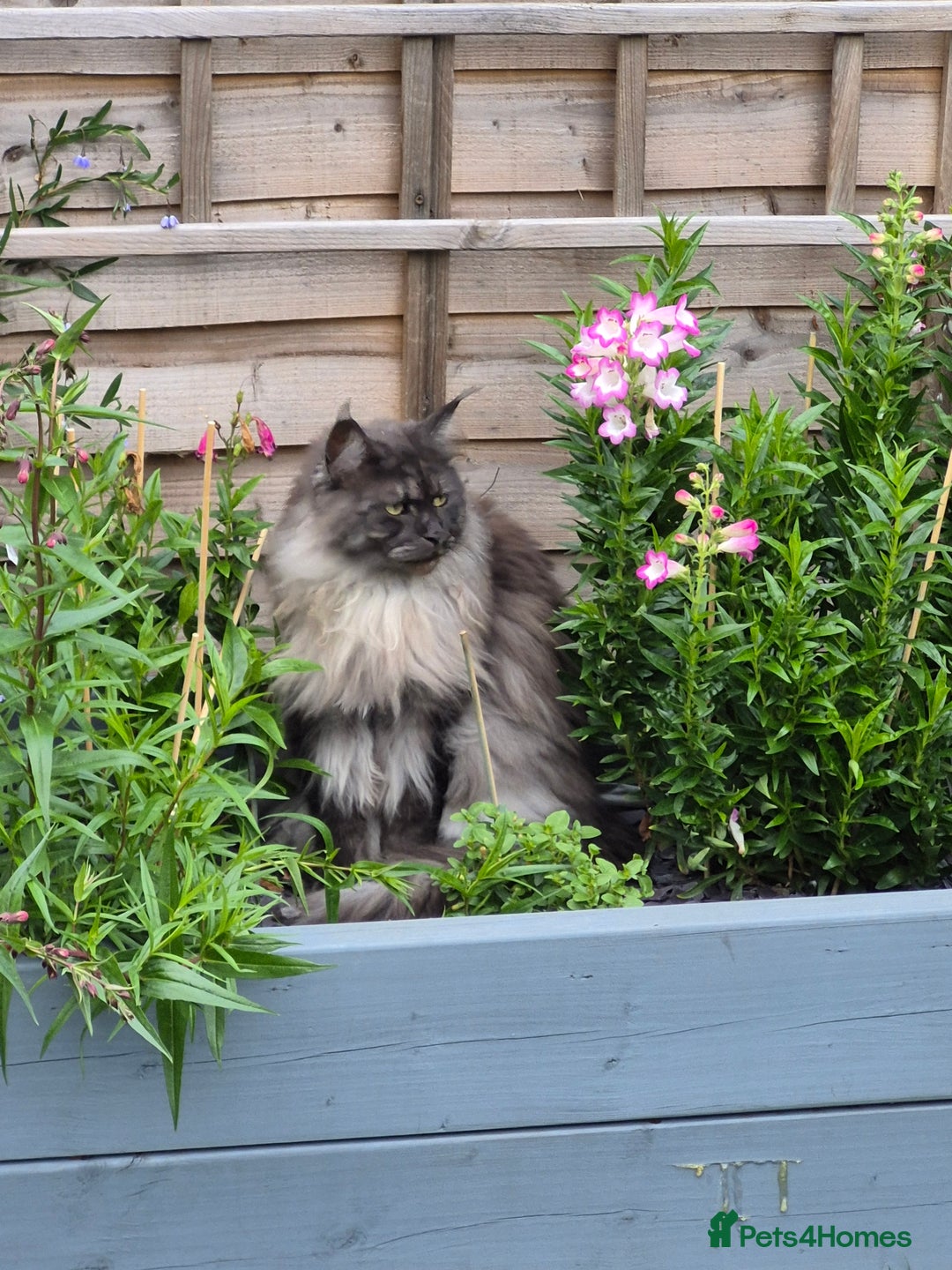 Maine Coon cats for sale: Maine coon cat - Advert 3