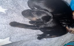 Mixed Breed dogs for sale: French yorkie (frorkie) puppies  - Image 2