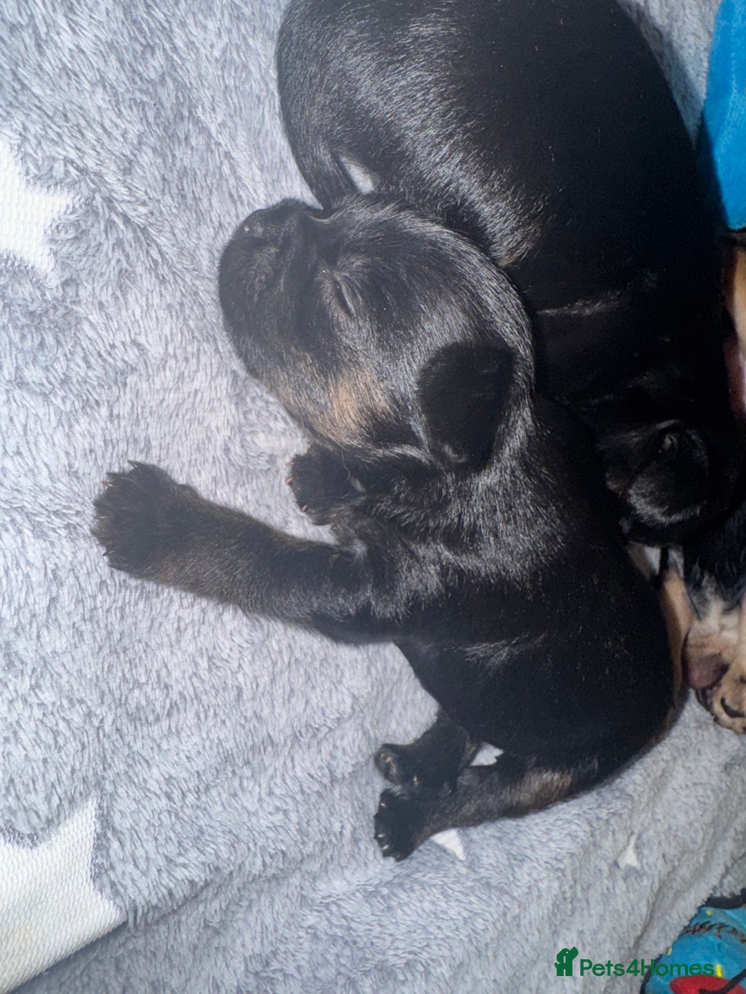 Mixed Breed dogs for sale: French yorkie (frorkie) puppies  - Image 2