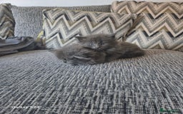 Maine Coon cats for sale: Gorgeous half  maincoon and ragdoll kittens  - Image 10