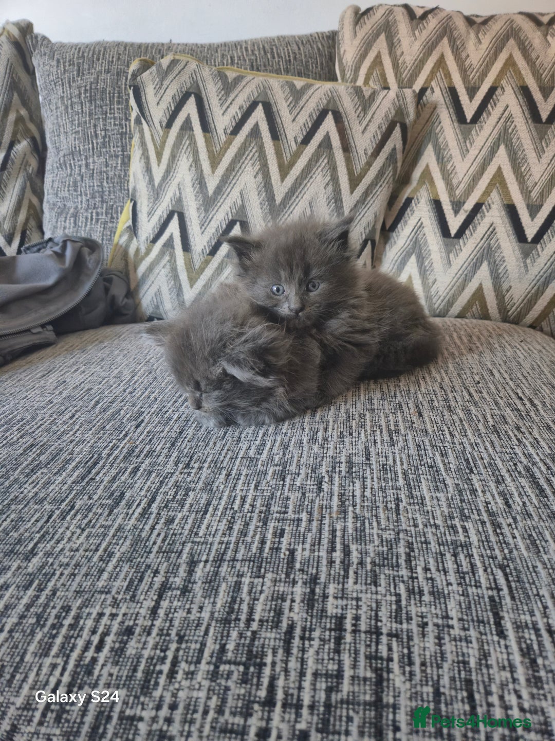 Maine Coon cats for sale: Gorgeous half  maincoon and ragdoll kittens  - Image 10