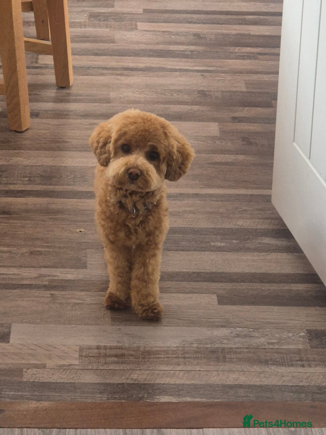 Poochon dogs for stud: Stunning Male poochon for stud  - Image 10